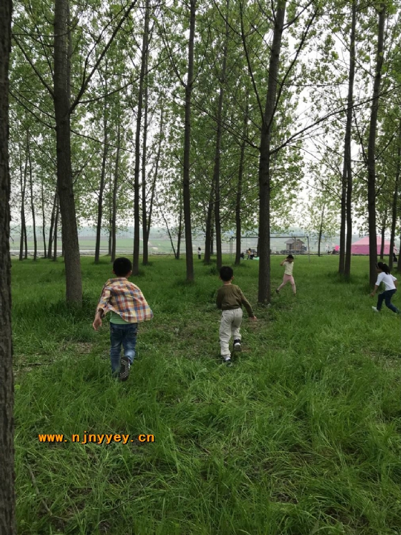 附件：树林.jpg