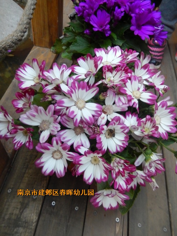 附件：conew_dscn6688.jpg