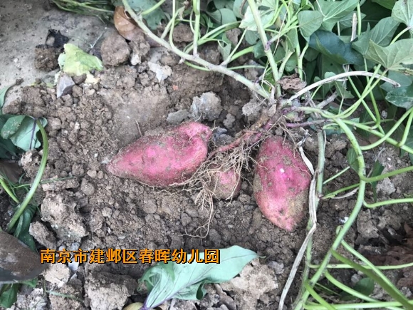 附件：conew_img_3611.jpg