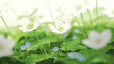 附件：5de0c2c1b98848ccb63fa02911d1dcd1.gif