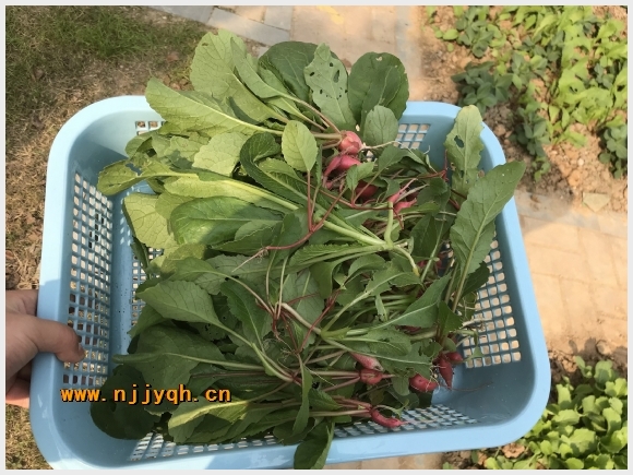 附件:IMG_0738.JPG 建邺教育信息网