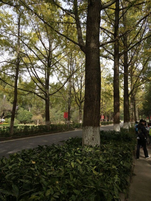 附件：QQ图片20200601091034.jpg