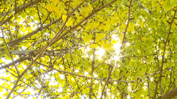 附件：47d42eddf80943cdb31a8e255174c819.gif