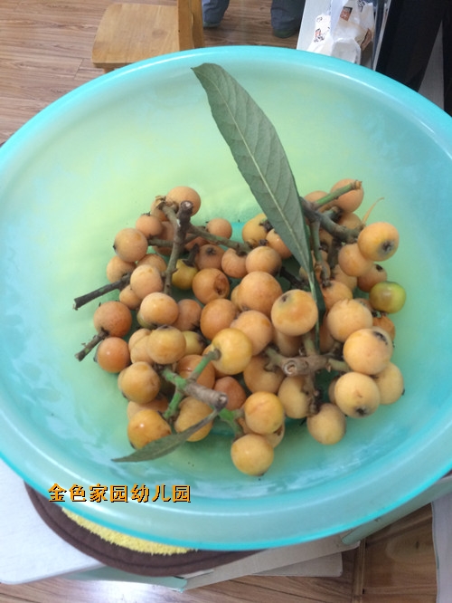 附件：摘枇杷3.JPG