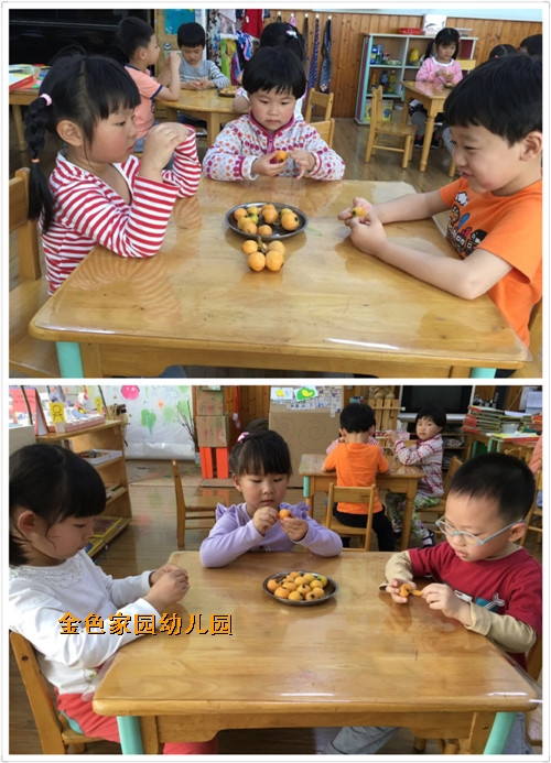 附件：摘枇杷.jpg