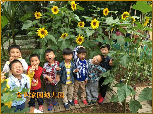 附件：向日葵1.jpg