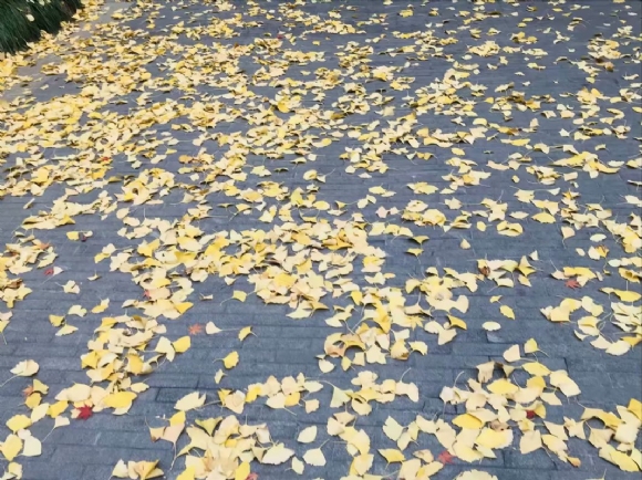 附件：48AF07F5459146CB0D2D86F2687345EE.png